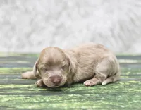 Journee, a female Miniature Dachshund for sale in Canton, TX – 1 of 3