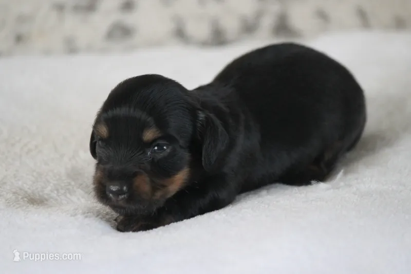 Ava – Miniature Dachshund puppy for sale in Canton, TX