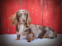 Torque, a male Miniature Dachshund for sale in Canton, TX – 3 of 3