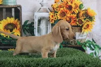 Matri Wire Hair, a female Miniature Dachshund for sale in Canton, TX – 2 of 9