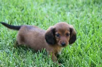 Nile, a male Miniature Dachshund for sale in Canton, TX – 2 of 9