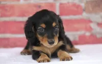 Nova, a female Miniature Dachshund for sale in Canton, TX – 4 of 10