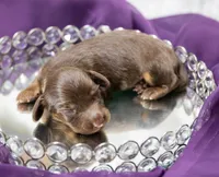 Alto, a male Miniature Dachshund for sale in Canton, TX – 3 of 4