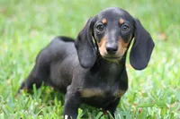 Gin, a female Miniature Dachshund for sale in Canton, TX – 2 of 10
