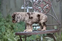 Chaz, a male Cocker Spaniel for sale in Canton, TX – 7 of 9