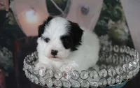 Brazos , a male Poodle - Toy  and Havapoo for sale in Canton, TX – 4 of 6