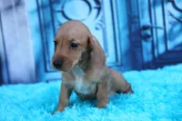 Matri Wire Hair, a female Miniature Dachshund for sale in Canton, TX – 4 of 9