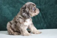 Chaz, a male Cocker Spaniel for sale in Canton, TX – 2 of 2
