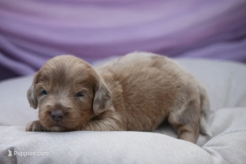 Journee – Miniature Dachshund puppy for sale in Canton, TX