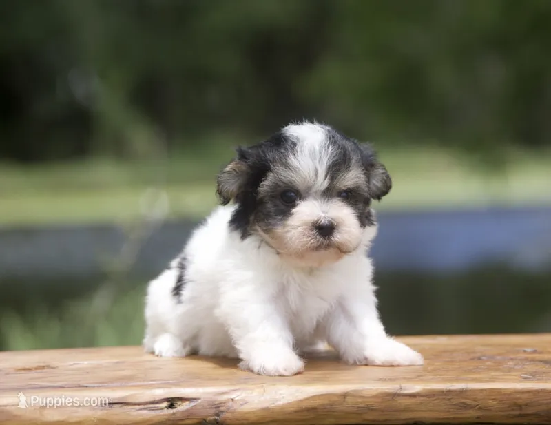 Flint – Havanese puppy for sale in Canton, TX