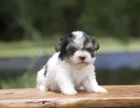 Flint, a male Havanese for sale in Canton, TX – 1 of 3