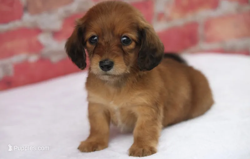 Nape – Miniature Dachshund puppy for sale in Canton, TX