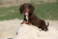 Leddie, a female Miniature Dachshund for sale in Canton, TX – 3 of 9