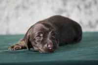 Tesla, a female Miniature Dachshund for sale in Canton, TX – 3 of 3