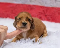 Nero, a male Miniature Dachshund for sale in Canton, TX – 7 of 9