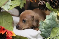 Sampson, a male Miniature Dachshund for sale in Canton, TX – 5 of 9