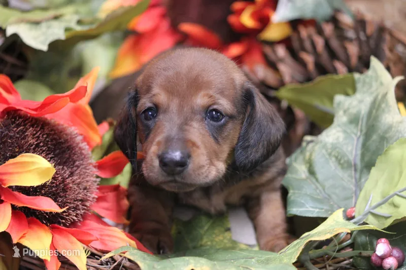 Sindy  – Miniature Dachshund puppy for sale in Canton, TX