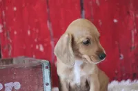 Matri Wire Hair, a female Miniature Dachshund for sale in Canton, TX – 2 of 9