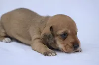 Matri Wire Hair, a female Miniature Dachshund for sale in Canton, TX – 9 of 9