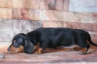 Nelani, a female Miniature Dachshund for sale in Canton, TX – 2 of 4