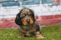Whistle , a female Miniature Dachshund for sale in Canton, TX – 3 of 5