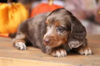 LaVita , a female Miniature Dachshund for sale in Canton, TX – 3 of 9