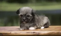 Franco, a male Havanese for sale in Canton, TX – 4 of 4