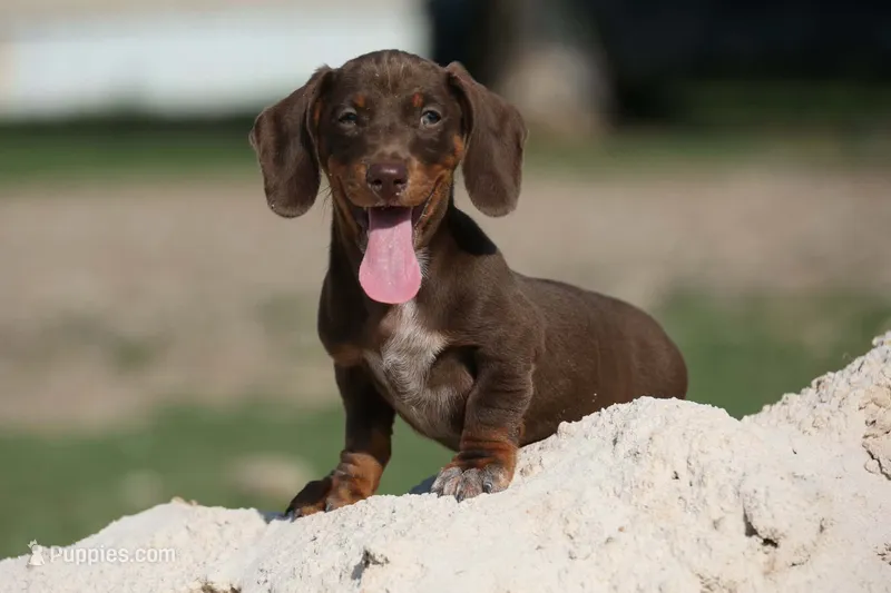 Leather – Miniature Dachshund puppy for sale in Canton, TX