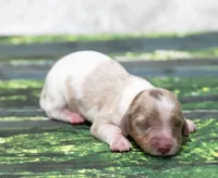 Jett, a male Miniature Dachshund for sale in Canton, TX – 2 of 6