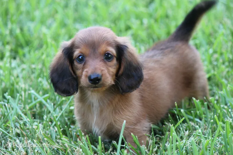 Nile – Miniature Dachshund puppy for sale in Canton, TX