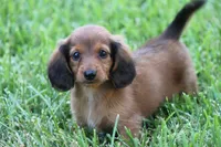 Nile, a male Miniature Dachshund for sale in Canton, TX – 1 of 9