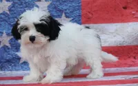 Brazos , a male Poodle - Toy  and Havapoo for sale in Canton, TX – 1 of 6