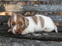 Turbo, a male Miniature Dachshund for sale in Canton, TX – 4 of 5