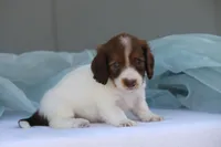 Jorey , a female Miniature Dachshund for sale in Canton, TX – 6 of 9