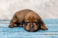 Malachi, a male Miniature Dachshund for sale in Canton, TX – 1 of 3