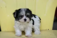Flint, a male Havanese for sale in Canton, TX – 3 of 9