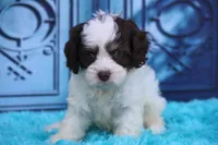 Hiccup, a female Cockapoo for sale in Canton, TX – 3 of 10