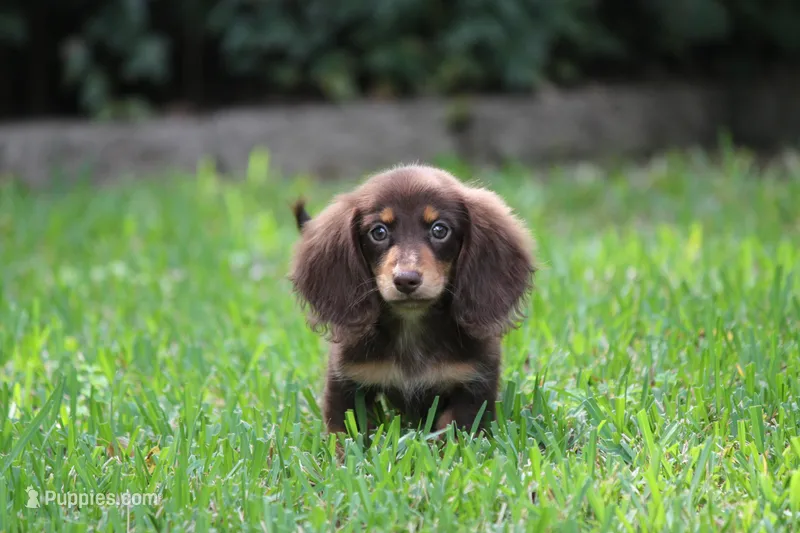 Brandy – Miniature Dachshund puppy for sale in Canton, TX