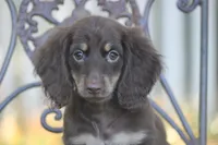Tesla, a female Miniature Dachshund for sale in Canton, TX – 3 of 9