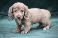 Journee, a female Miniature Dachshund for sale in Canton, TX – 2 of 8