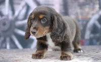 Leddie, a female Miniature Dachshund for sale in Canton, TX – 3 of 4
