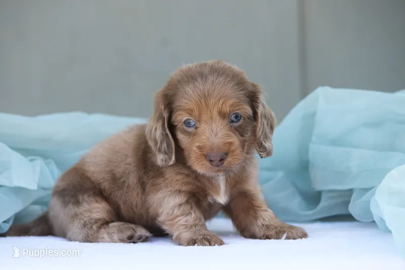 Jonas – Miniature Dachshund puppy for sale in Canton, TX