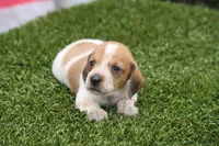 Moses wire hair, a male Miniature Dachshund for sale in Canton, TX – 7 of 9