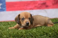 Malachi wire hair, a male Miniature Dachshund for sale in Canton, TX – 8 of 10