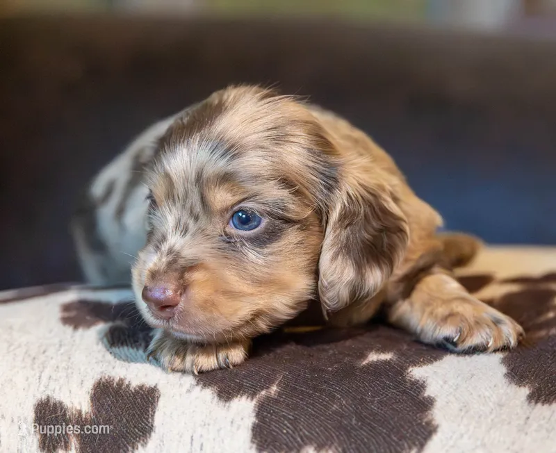 Torque – Miniature Dachshund puppy for sale in Canton, TX
