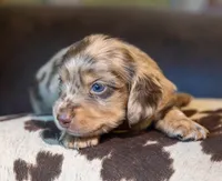 Torque, a male Miniature Dachshund for sale in Canton, TX – 4 of 10