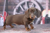 Leather, a male Miniature Dachshund for sale in Canton, TX – 5 of 5