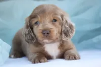 Journee, a female Miniature Dachshund for sale in Canton, TX – 5 of 8