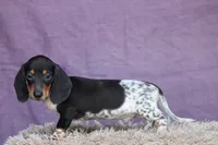 Rum, a male Miniature Dachshund for sale in Canton, TX – 3 of 9