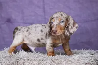 Tequila , a male Miniature Dachshund for sale in Canton, TX – 3 of 10
